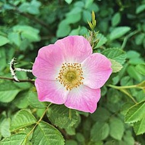 ROSA RUBIGINOSA (rambler)